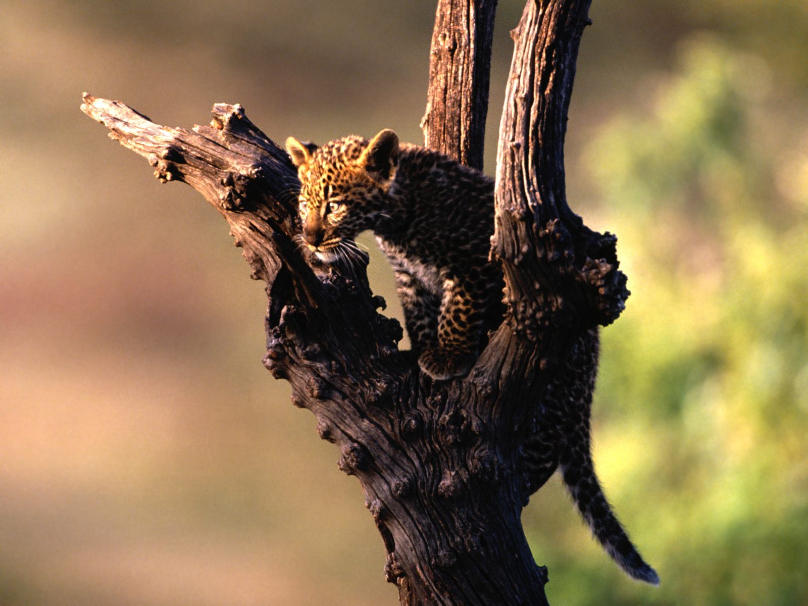 Новость экономики - № 31