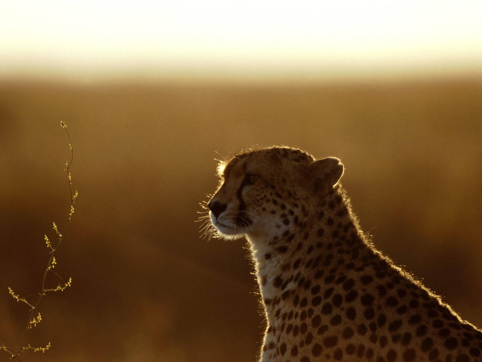 Новость культуры - № 16