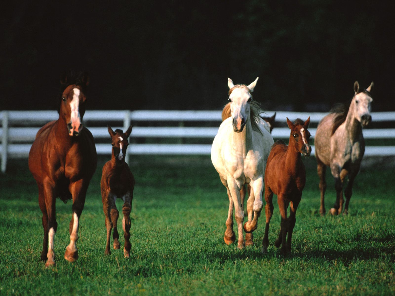 Новость политики - № 34